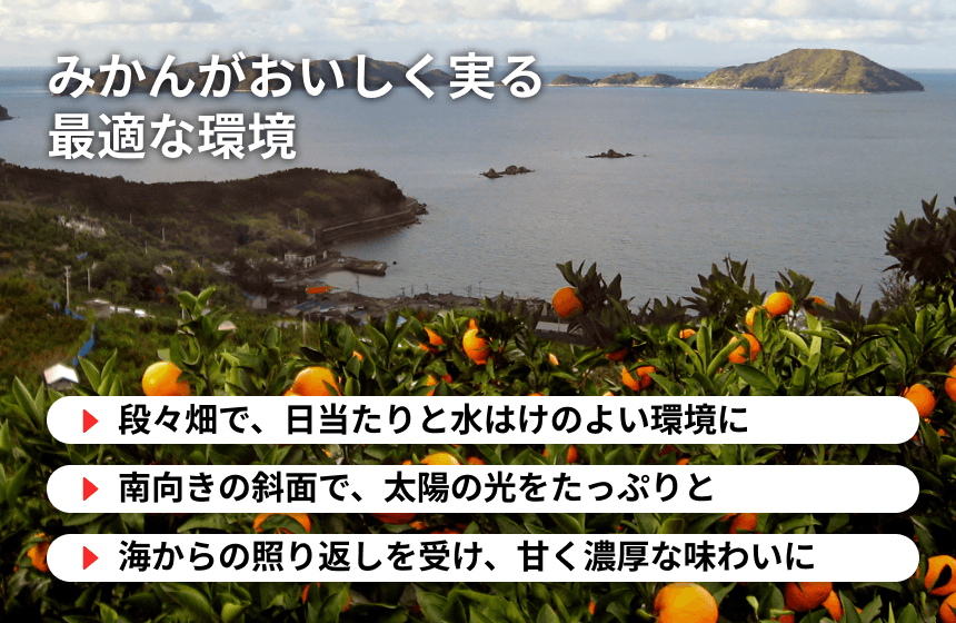 【伊方町産】あべさん家のみかん「温州みかん」の商品画像4