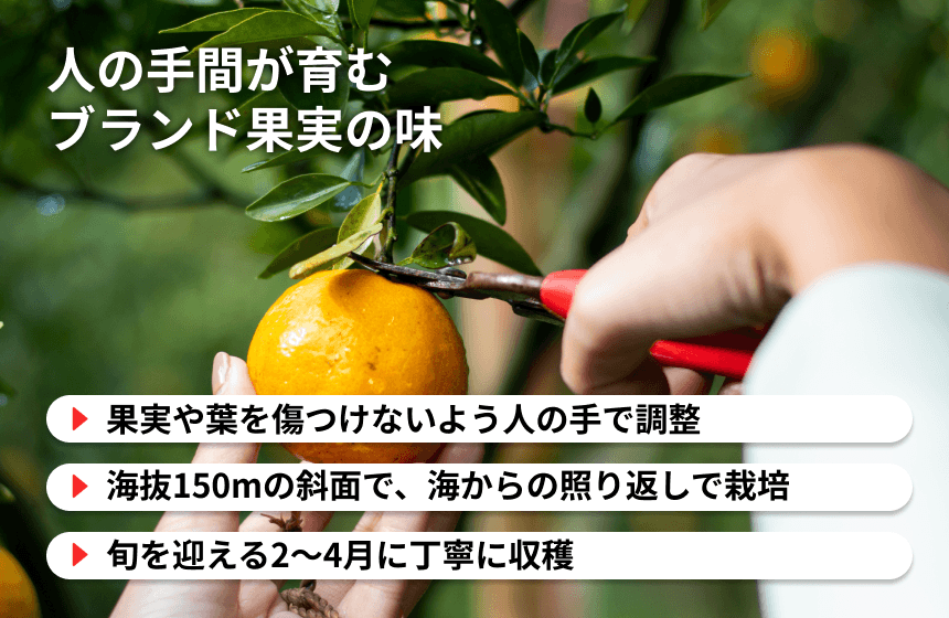 【伊方町産】あべさん家のみかん「不知火」|愛媛県西宇和郡伊方町の商品画像4