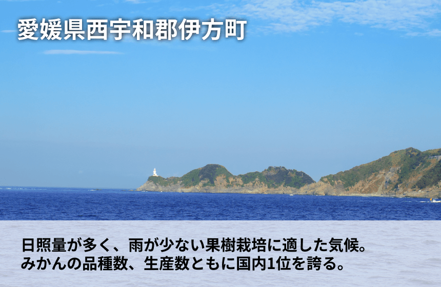 【伊方町産】あべさん家のみかん「不知火」|愛媛県西宇和郡伊方町の商品画像5
