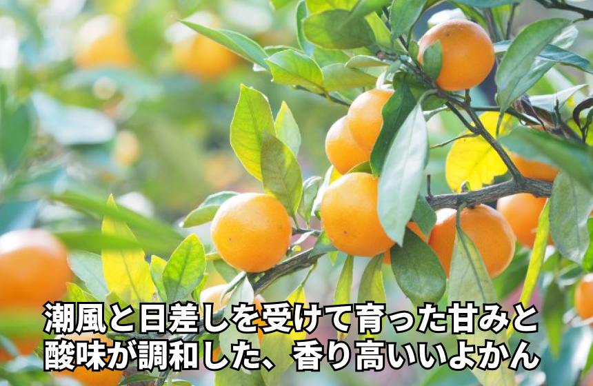 【松山市産】きりぬき「いよかん」|愛媛県松山市の商品画像1