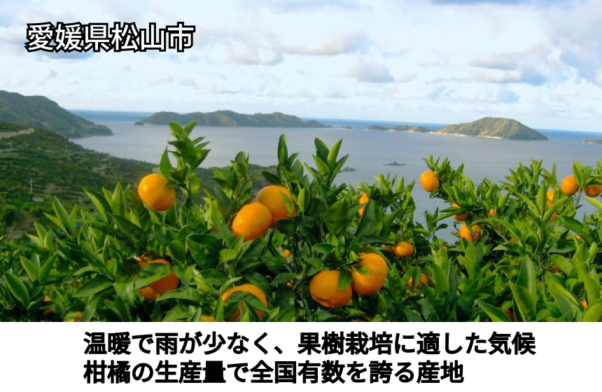 【松山市産】きりぬき「いよかん」|愛媛県松山市の商品画像5