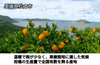 【松山市産】きりぬき「いよかん」|愛媛県松山市の商品画像5
