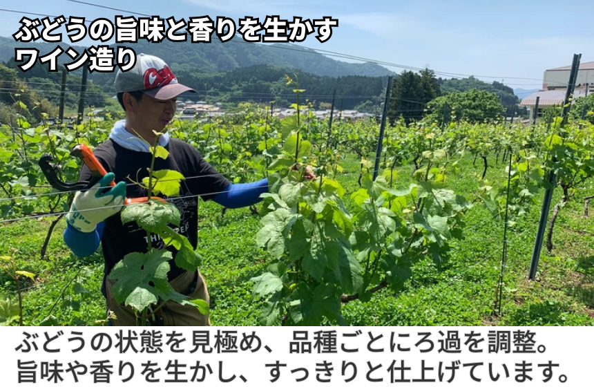【大船渡市産】THREE PEAKS「海街ワイン パウチ3種セレクトセット」の商品画像3