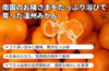 【日南市産】ネイバーフッド 「温州みかん」|宮崎県日南市の商品画像4