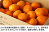 【日南市産】ネイバーフッド 「温州みかん」|宮崎県日南市の商品画像3