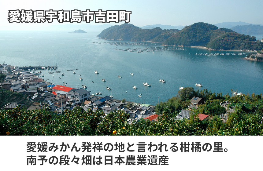 「甘夏100%ストレートジュース」の商品画像5