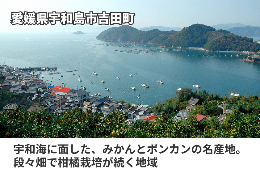 「ポンカン100%ストレートジュース」の商品画像6