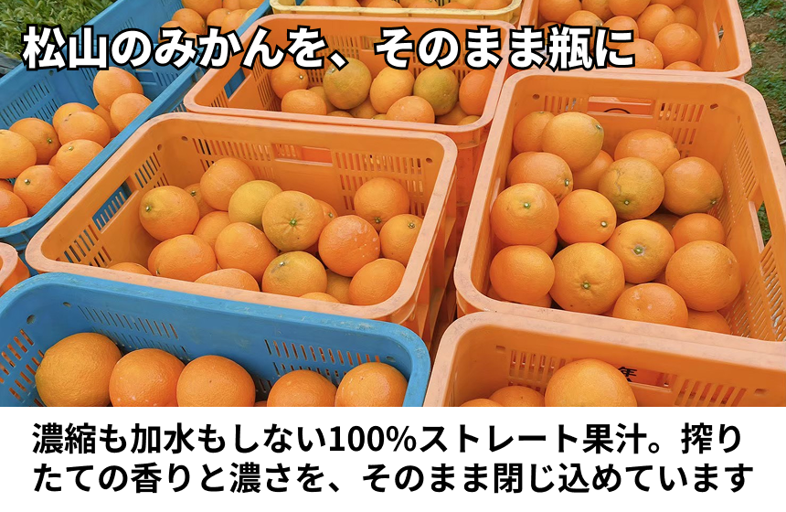 うんしゅうみかん」愛媛県松山市のふるさと納税返礼品｜「ふるさと