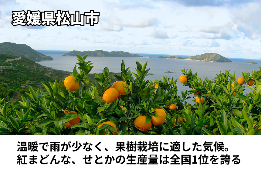 【松山市産】きりぬき「うんしゅうみかん」の商品画像5