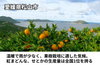 【松山市産】きりぬき「うんしゅうみかん」の商品画像5