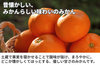【海南市産】鈴木農園「蔵出しみかんのストレートジュース」の商品画像4