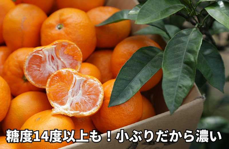 の商品画像