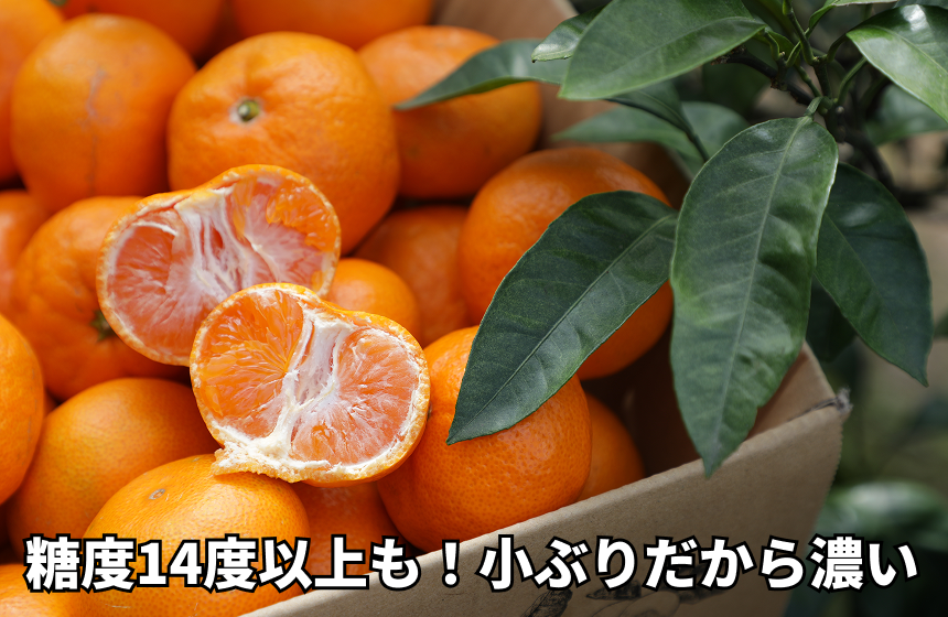 【日南市産】ネイバーフッド 「温州みかん」|宮崎県日南市の商品画像1